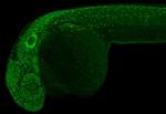 SOX9a Antibody in Immunohistochemistry (PFA fixed) (IHC (PFA))