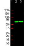 HSP60 Antibody in Western Blot (WB)