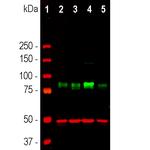 MARCKS Antibody in Western Blot (WB)