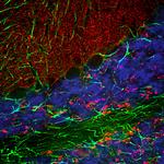 alpha Synuclein Antibody in Immunohistochemistry (PFA fixed) (IHC (PFA))