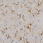 GFAP Antibody in Immunohistochemistry (Paraffin) (IHC (P))