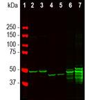 GFAP Antibody in Western Blot (WB)