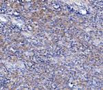 TRIM6 Antibody in Immunohistochemistry (Paraffin) (IHC (P))