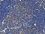 TRIM6 Antibody in Immunohistochemistry (Paraffin) (IHC (P))