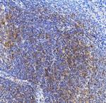 TRIM6 Antibody in Immunohistochemistry (Paraffin) (IHC (P))