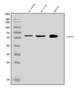 MFGE8 Antibody in Western Blot (WB)