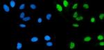 POLA1 Antibody in Immunocytochemistry (ICC/IF)