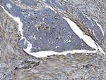 EHD3 Antibody in Immunohistochemistry (Paraffin) (IHC (P))