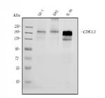 CDK13 Antibody in Western Blot (WB)