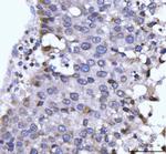 gp210 Antibody in Immunohistochemistry (Paraffin) (IHC (P))