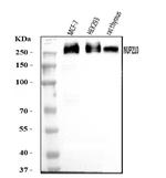 gp210 Antibody in Western Blot (WB)