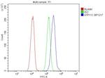 ATP11C Antibody in Flow Cytometry (Flow)