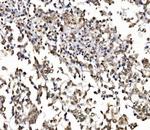 NOLA1 Antibody in Immunohistochemistry (Paraffin) (IHC (P))
