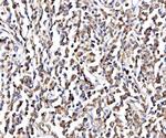 NOLA1 Antibody in Immunohistochemistry (Paraffin) (IHC (P))