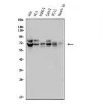 FRMD6 Antibody in Western Blot (WB)
