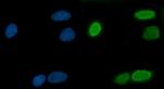 RG9MTD1 Antibody in Immunocytochemistry (ICC/IF)