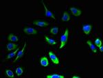 Calmodulin Antibody in Immunocytochemistry (ICC/IF)