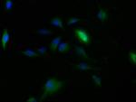 CLRN2 Antibody in Immunocytochemistry (ICC/IF)