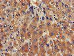 CLRN2 Antibody in Immunohistochemistry (Paraffin) (IHC (P))