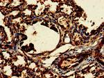 CLRN2 Antibody in Immunohistochemistry (Paraffin) (IHC (P))