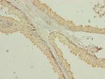 TMEM140 Antibody in Immunohistochemistry (Paraffin) (IHC (P))