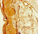 TADA2B Antibody in Immunohistochemistry (Paraffin) (IHC (P))