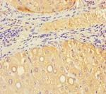 VMO1 Antibody in Immunohistochemistry (Paraffin) (IHC (P))