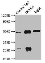 IRAK4 Antibody in Immunoprecipitation (IP)