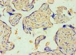 SULT2B1 Antibody in Immunohistochemistry (Paraffin) (IHC (P))