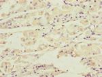 DCTN6 Antibody in Immunohistochemistry (Paraffin) (IHC (P))