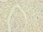 DCTN6 Antibody in Immunohistochemistry (Paraffin) (IHC (P))