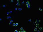 PRDX3 Antibody in Immunocytochemistry (ICC/IF)