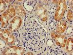 C1orf84 Antibody in Immunohistochemistry (Paraffin) (IHC (P))