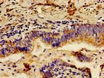 LCT Antibody in Immunohistochemistry (Paraffin) (IHC (P))