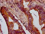 OTOP1 Antibody in Immunohistochemistry (Paraffin) (IHC (P))