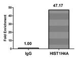 H4K79ac Antibody in ChIP Assay (ChIP)