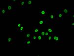 Acetyl-HIST1H2AG (Lys15) Antibody in Immunocytochemistry (ICC/IF)