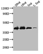 ihfB Antibody in Western Blot (WB)