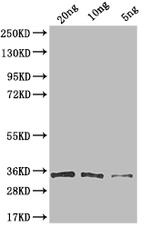 VSV-G Tag Antibody in Western Blot (WB)