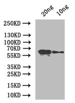 At5g42100 Antibody in Western Blot (WB)