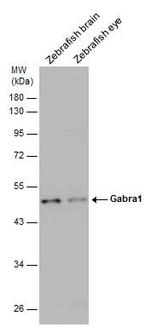 GABRA1 Antibody in Western Blot (WB)