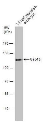 USP13 Antibody in Western Blot (WB)