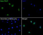 BTRC Antibody in Immunocytochemistry (ICC/IF)