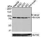 INVS Antibody in Western Blot (WB)