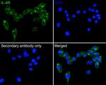 IL4R Antibody in Immunocytochemistry (ICC/IF)