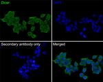 Dicer Antibody in Immunocytochemistry (ICC/IF)