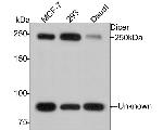 Dicer Antibody in Western Blot (WB)