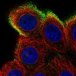 AMIGO1 Antibody in Immunocytochemistry (ICC/IF)