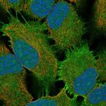 KCNG4 Antibody in Immunocytochemistry (ICC/IF)