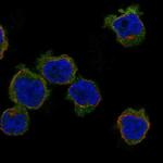MLNR Antibody in Immunocytochemistry (ICC/IF)